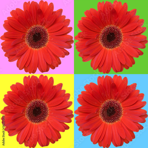 four red daisies isolated on  color squares.