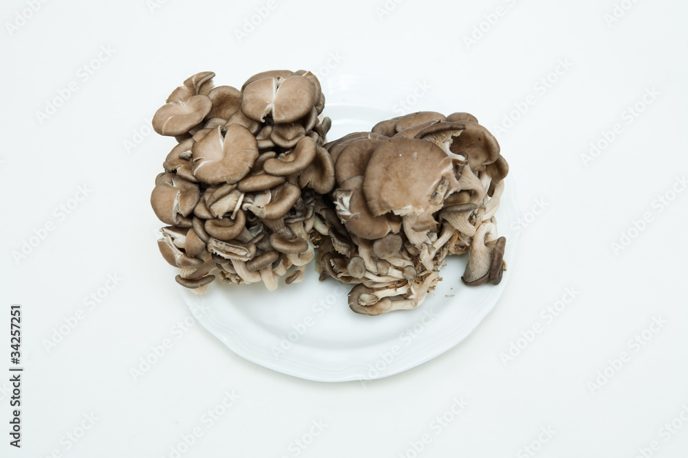 mushroom mushroom