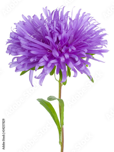 purple aster