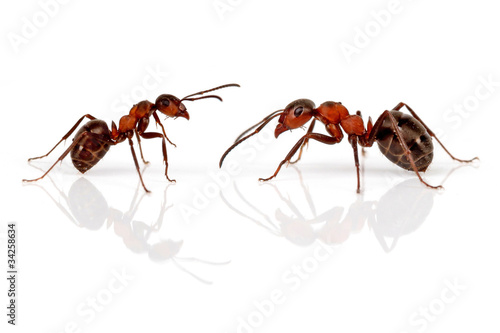 Zwei Ameisen © Klaus Eppele