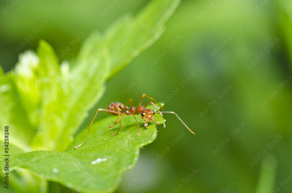 red ant on green leaf in green nature red ant on green leaf in green nature