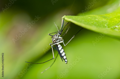 mosquito in nature