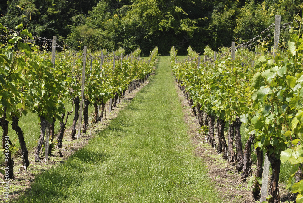 Rows of vines in English Vineyard