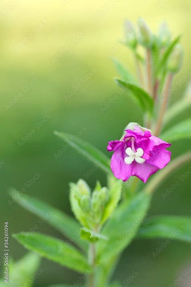 Epilobium hirsutum Epilobium hirsutum