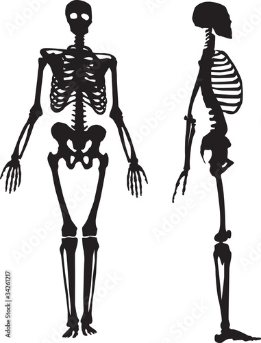 Silhouette of a human skeleton.