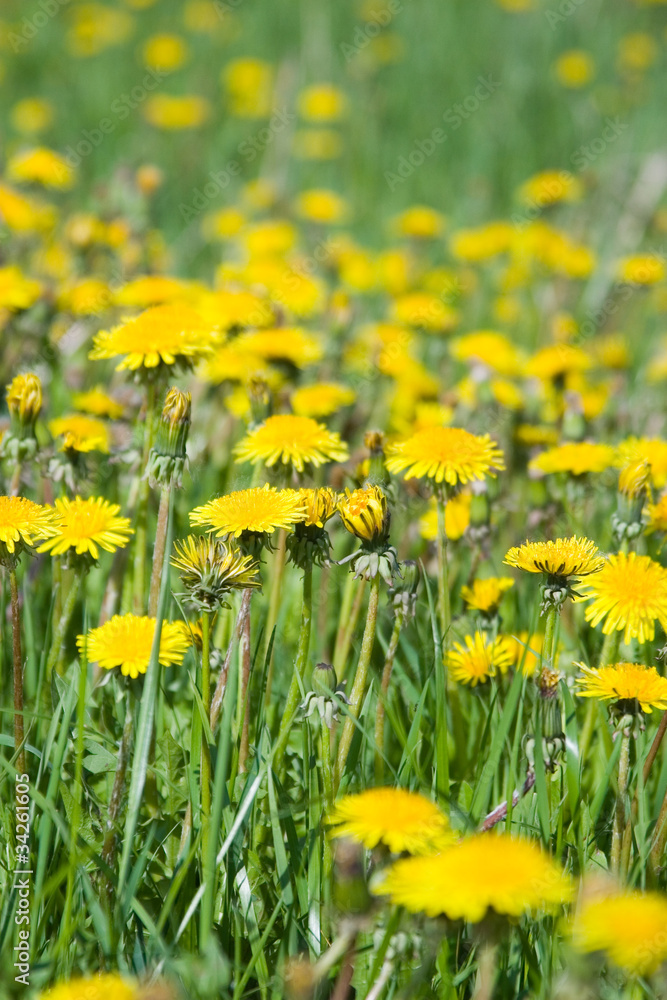 Field of dandelions Field of dandelions