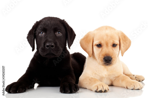 two cute labrador puppies