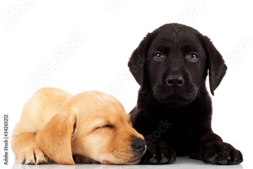 Fototapeta Naklejka Na Ścianę i Meble -  cute labrador puppies