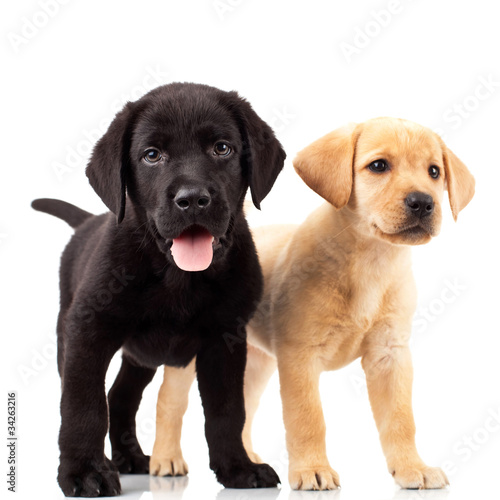 Fototapeta Naklejka Na Ścianę i Meble -  two cute labrador puppies