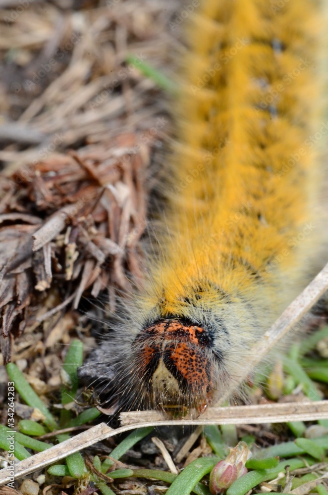 Chenille Chenille