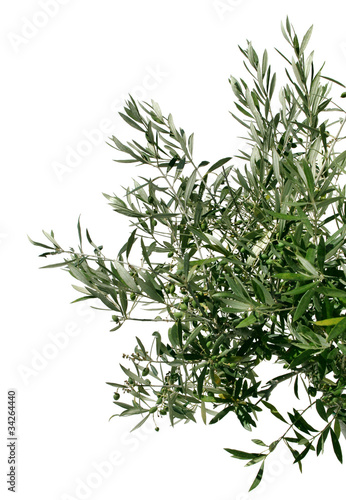 Young olive tree branch