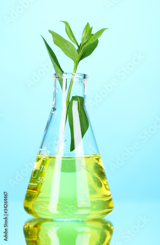 test tube with plants on blue background © Africa Studio
