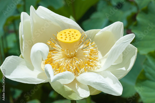Photos lotus blanc