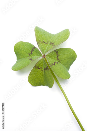 Vierblättriges Kleeblatt