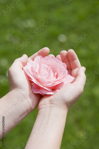 Rosenblüte in der Hand