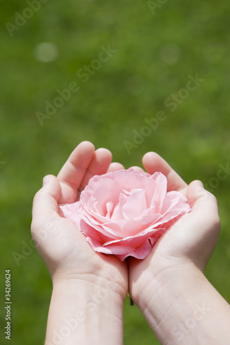 Rosenblüte in der Hand
