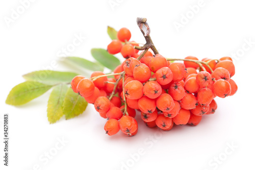 Eberesche (Sorbus aucuparia) beeren auf weißem Hintergrund photo