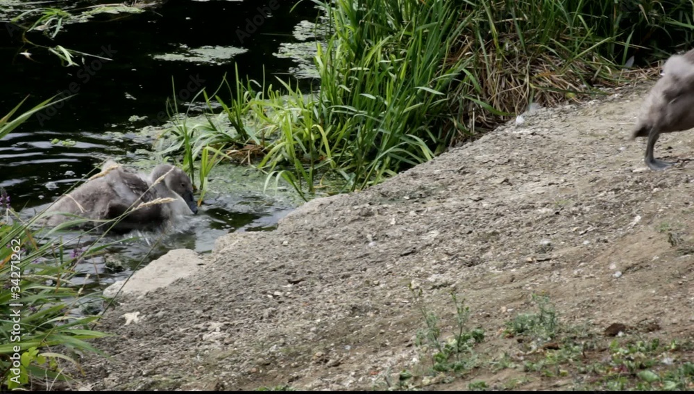 Two cygnets stumbling as they climb up a river bank. Two cygnets stumbling as they climb up a river bank.