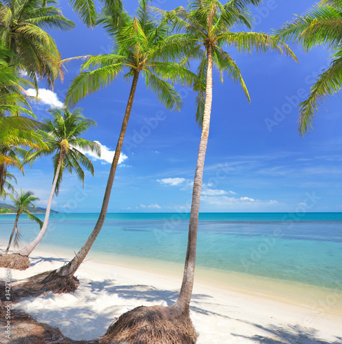 Palm and tropical beach © Alexander Ozerov