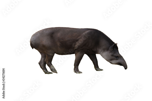 Fotografie tapir