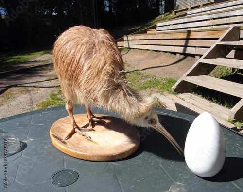 Kiwi bird and egg