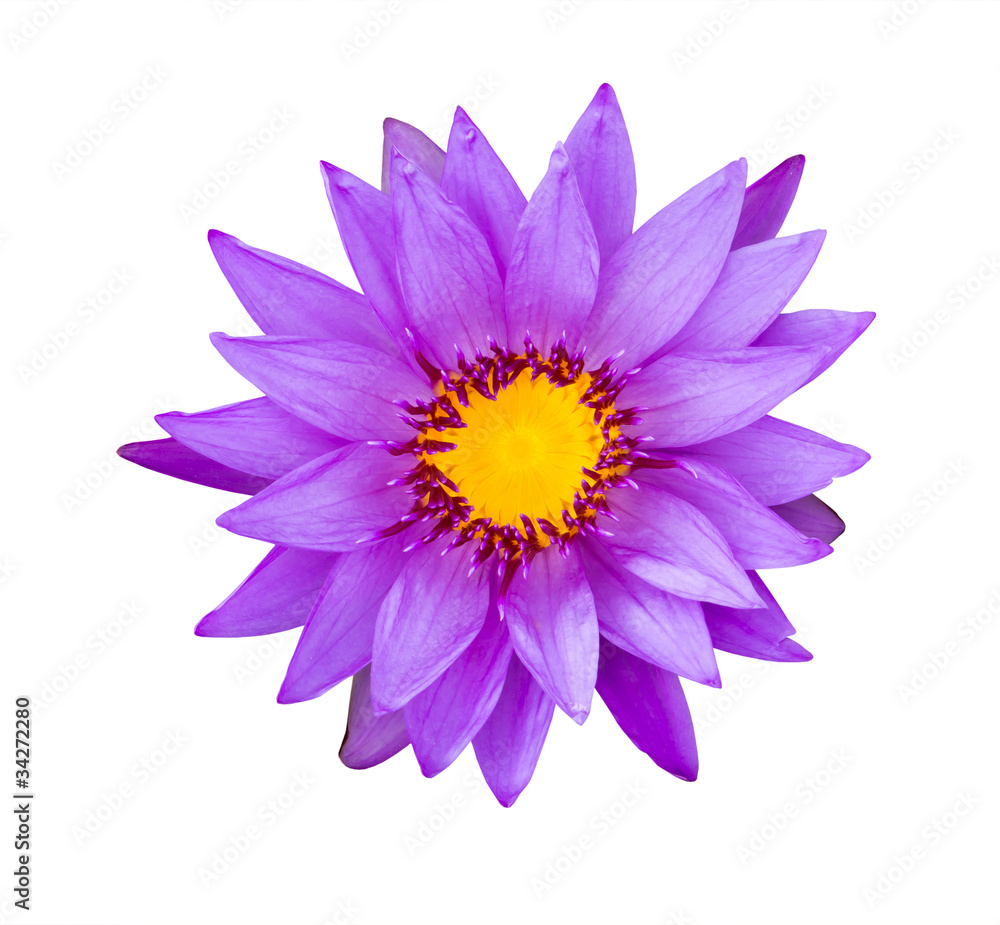 Fototapeta premium purple water lily isolated