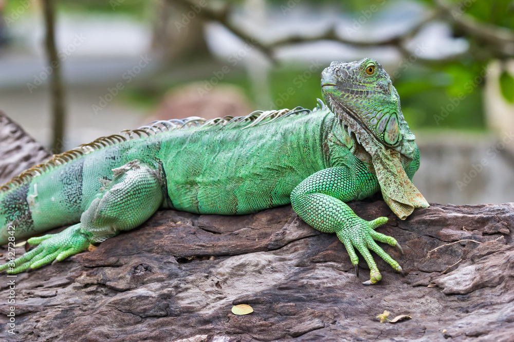green iguana green iguana