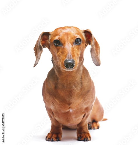 dachshund dog