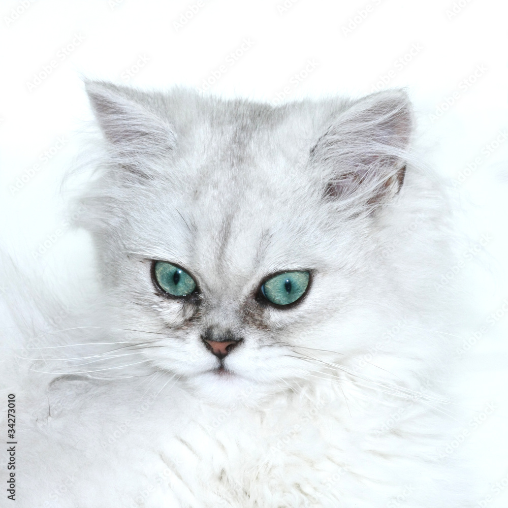 chaton persan chinchilla