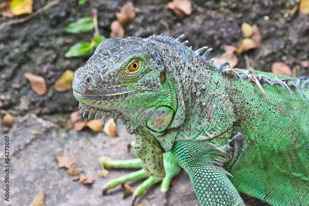 green iguana green iguana