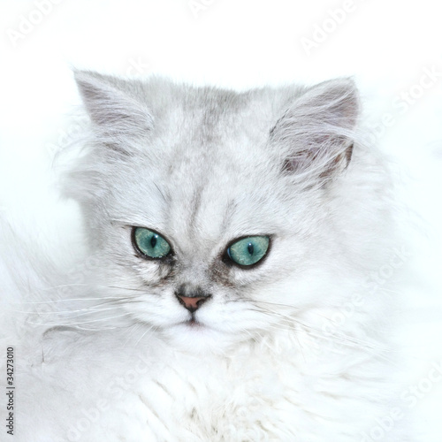 Wallpaper Mural chaton persan chinchilla Torontodigital.ca