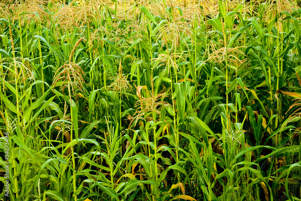 Obraz premium corn field
