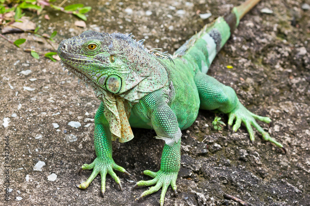 Naklejka premium green iguana