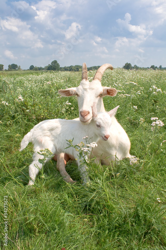 Goat with a newborn kid.