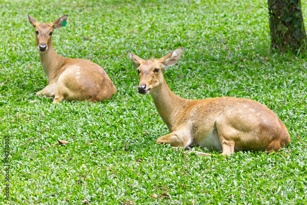 portrait of deer