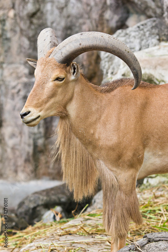 mountain goat © tungphoto