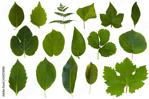 Isolated green leaf collection