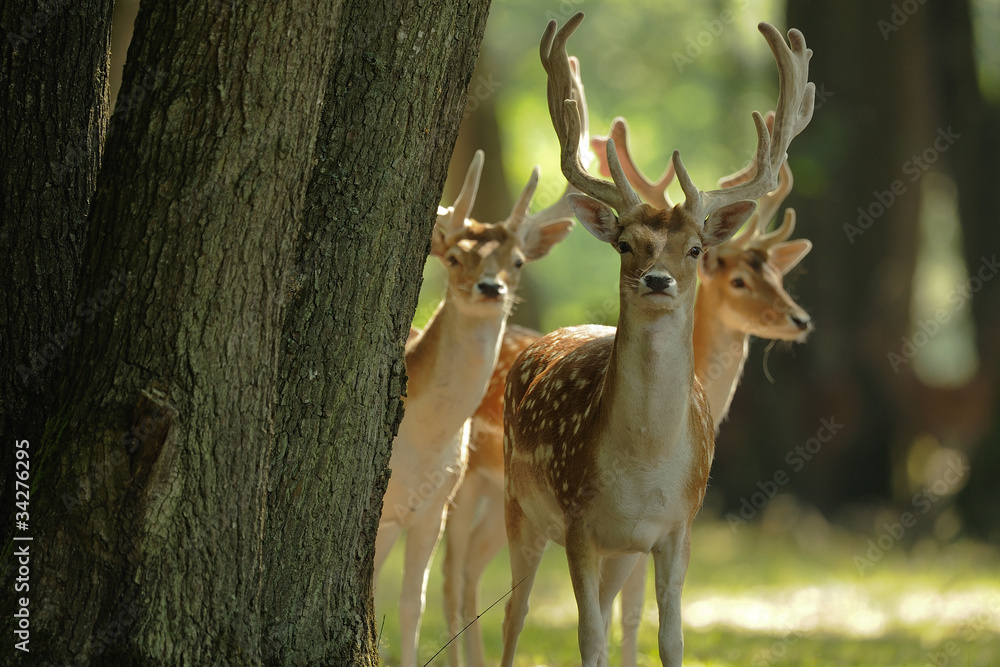 Naklejka premium Daims