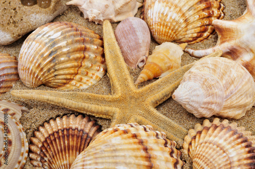 seashells and seastar