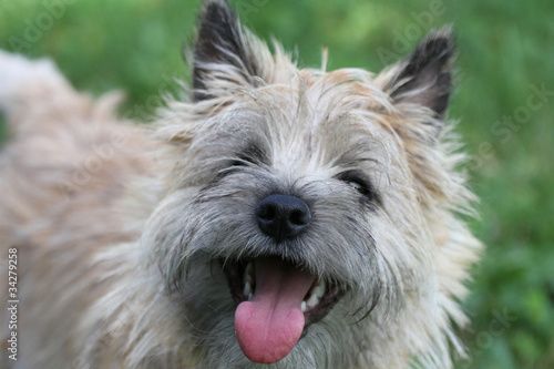 Quadro em tela Cairn terrier tirant la langue