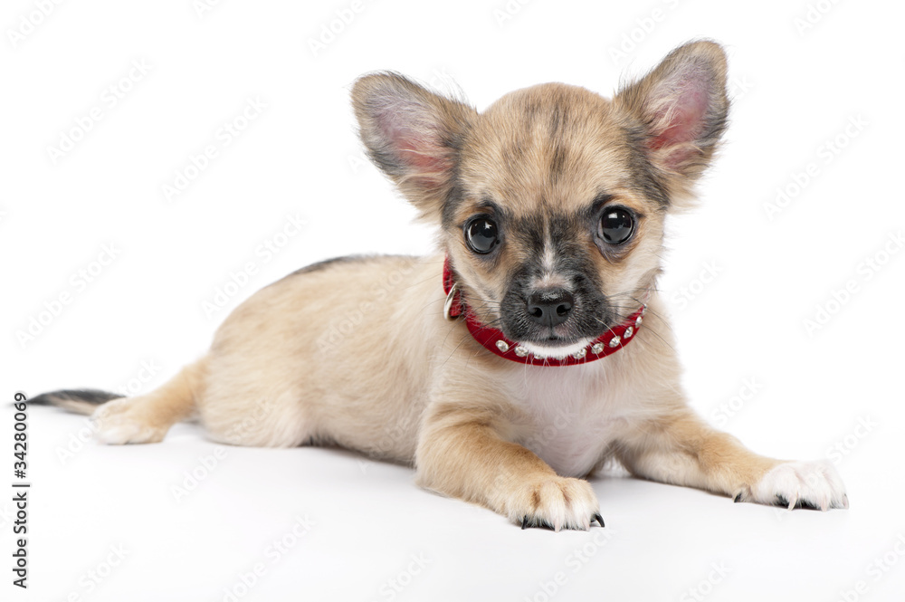 fawn with black mask Chihuahua puppy wearing a red collar