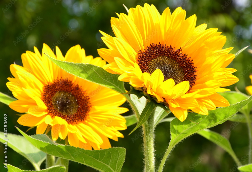 Fototapeta premium fleurs...tournesol