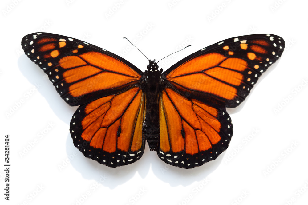 Fototapeta premium Monarch Butterfly