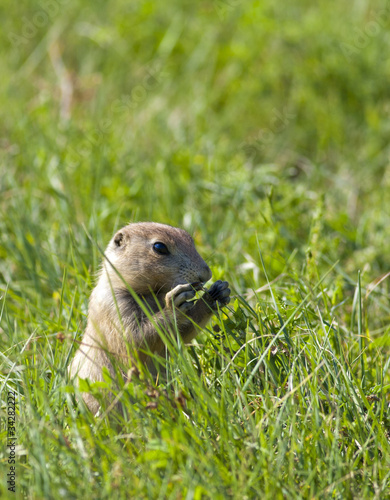 Prairie dog eating grass. © Gregory Johnston