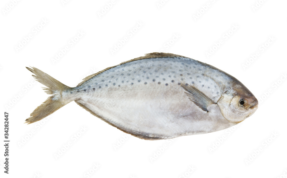 Fresh raw fish isolated on white background