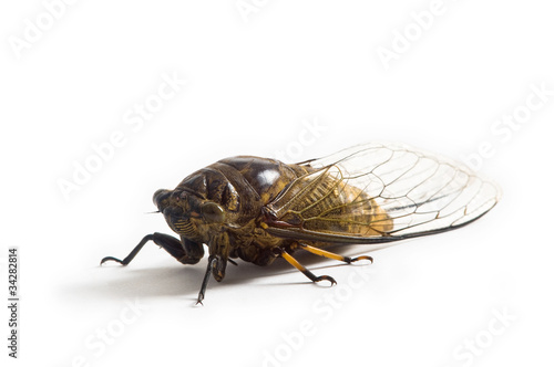 cicada © zhu difeng