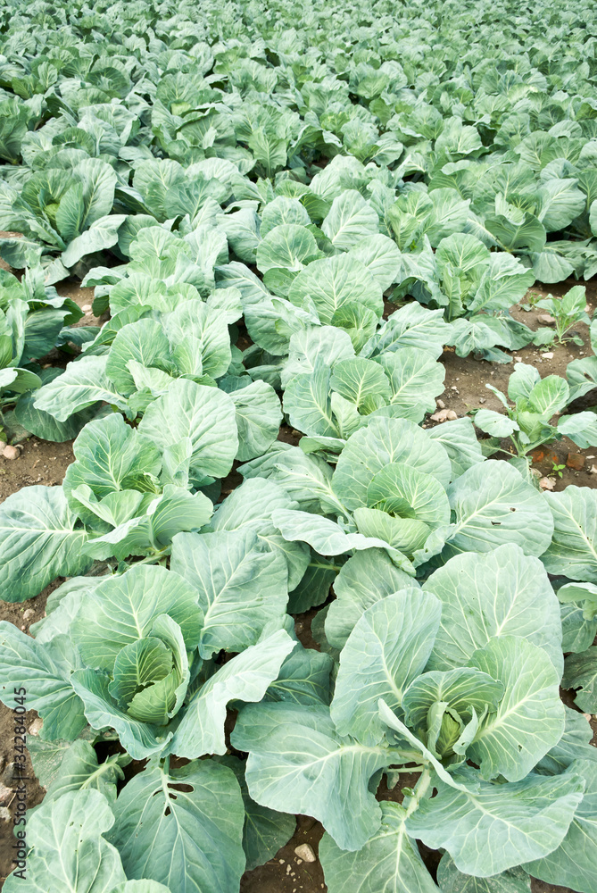Naklejka premium cabbage