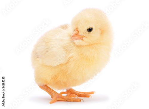 Yellow baby chicken