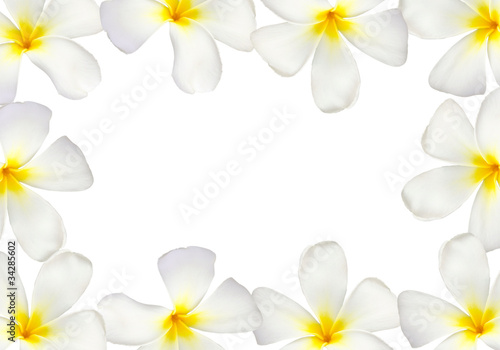 Frangipani flower frame isolated © Nuchylee