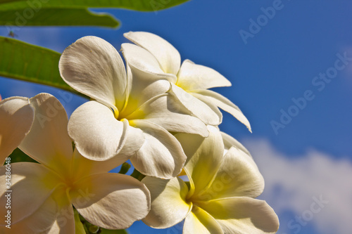 Fototapeta Naklejka Na Ścianę i Meble -  Plumeria flower
